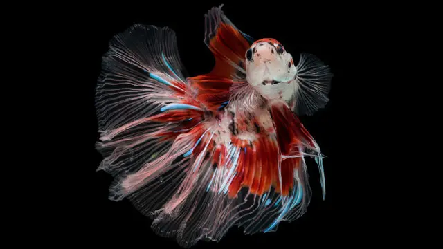 Ilustrasi ikan cupang