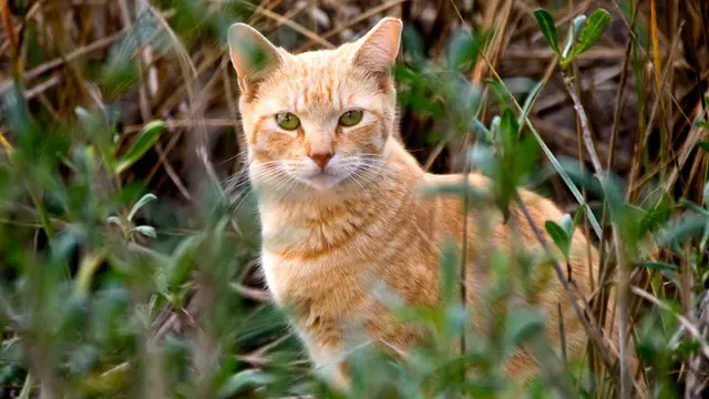 Melacak Kucing Liar Melalui Satelit