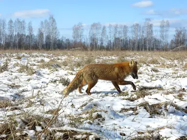 Seekor rubah berjalan di zona eksklusi 30 km/19 mil di sekitar lokasi bencana reaktor nuklir Chernobyl, Belarus, 5 Maret 2016. 30 tahun pasca bencana nuklir paling buruk, sejumlah hewan langka kini banyak terlihat di lokasi itu. (REUTERS/Vasily Fedosenko)