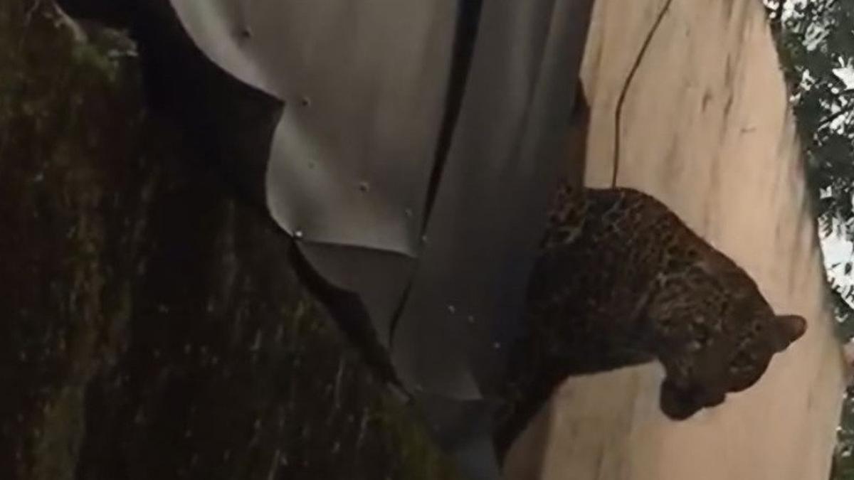 Macan Tutul yang Cakar dan Gigit 2 Warga di Kabupaten Bandung Bakal Dilepasliarkan