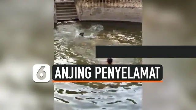 Viral di media sosial, aksi anjing yang selamatkan tuannya yang pura-pura tenggelam di sebuah sumur. Anjing itu pun tuai simpatik dari warganet.
