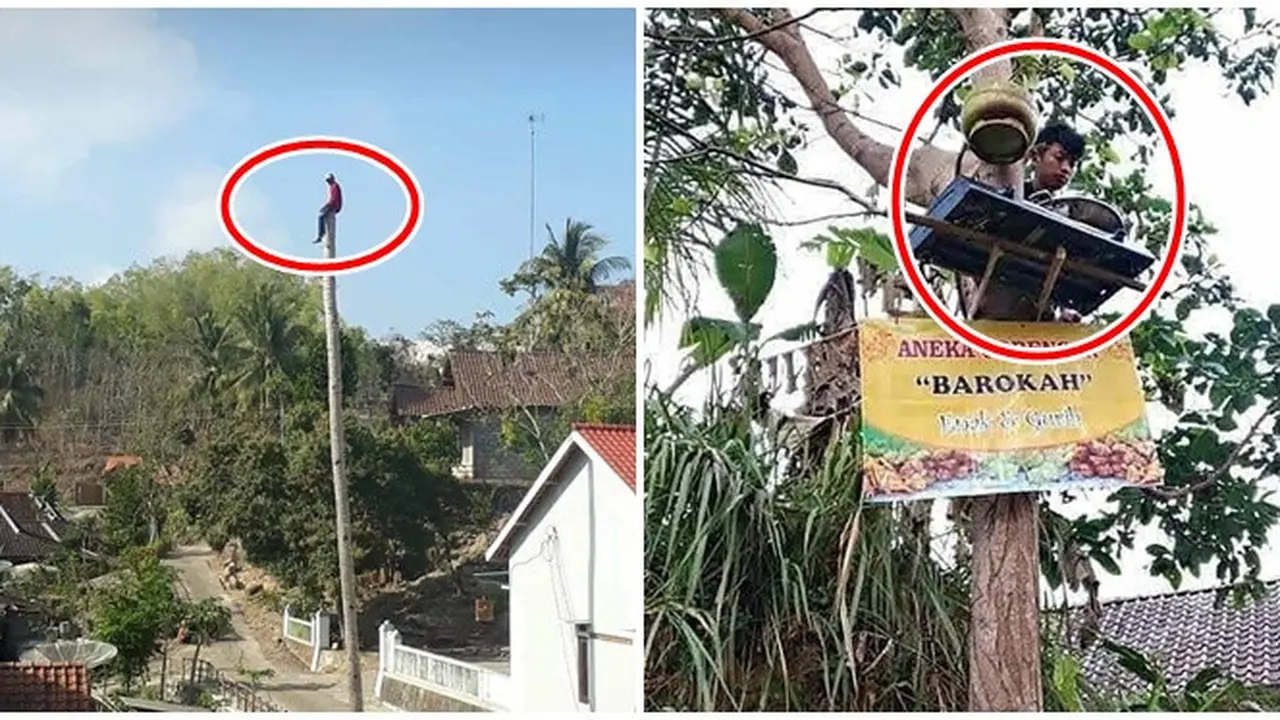 Kelakuan Orang Saat di Atas Pohon ini Bikin Tepuk Jidat