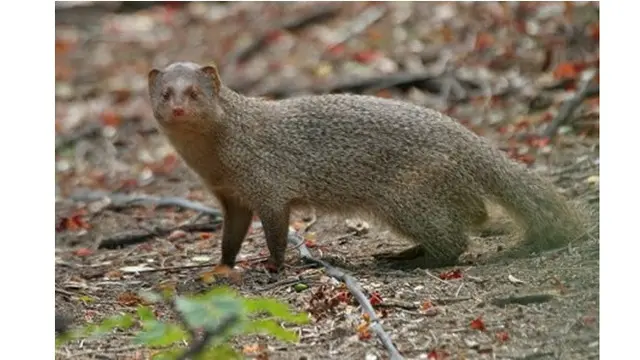 5 Hewan Ini Punya Selera Makan Unik di Alam, Ada Luwak Pemakan Ular Kobra