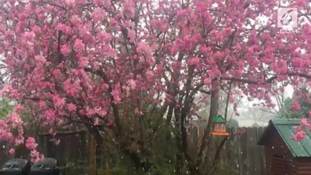 Berita Bunga Sakura Hari Ini Kabar Terbaru Terkini Liputan6 Com