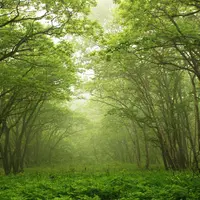 Paru-paru, jantung, dan pernafasanmu juga bisa jadi lega