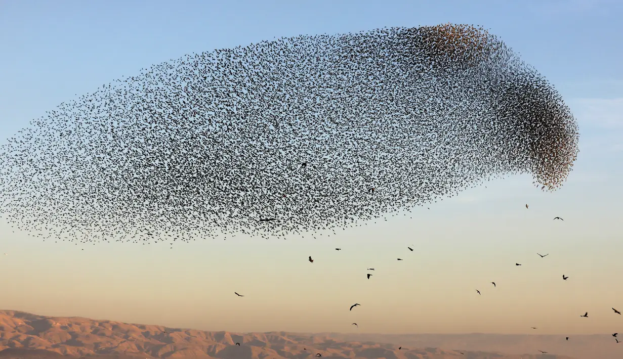 Migrasi burung jalak eropa (Sturnus vulgaris) terbang berkelompok membentuk pola sebelum hinggap untuk beristirahat dan tidur, terlihat di Lembah Jordan, Tepi Barat, sepanjang perbatasan dengan Yordania pada 3 Februari 2019. (MENAHEM KAHANA / AFP)
