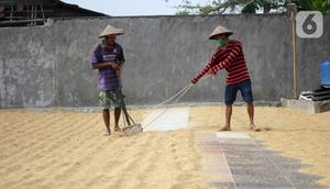 Pekerja menjemur gabah di Kabupaten Tangerang, Banten, Selasa (14/7/2020). Selama semester I 2020, Perum Bulog telah merealisasikan serap gabah petani secara langsung sebanyak 700 ribu ton setara beras guna meningkatkan ketahanan stok cadangan beras. (Liputan6.com/Angga Yuniar)