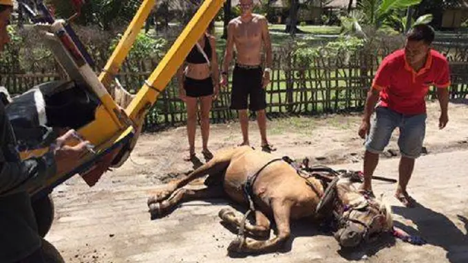 Kuda Ambruk di Gili Trawangan, Turis Pinta Cidomo Ditiadakan