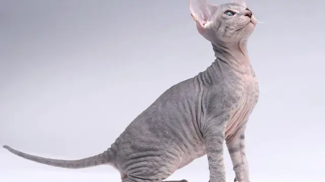 Peterbald