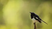 9 Cara Merawat Burung Kacer agar Kicauannya Gacor, Perhatikan Pakannya