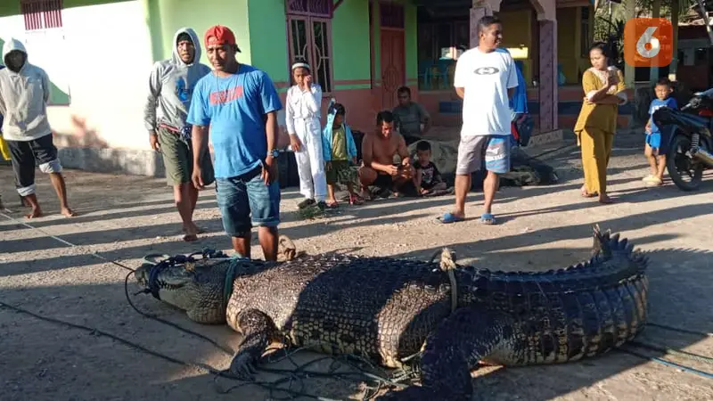 Buaya Besar