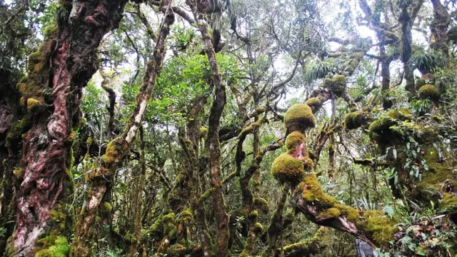 Hutan di Gunung Geureudong. (Dok: Gunung Bagging Mahitala UNPAR)