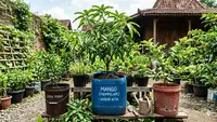 Cara Menanam Pohon Buah dalam Kontainer Bekas, Hemat dan Produktif