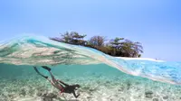 Ilustrasi menyelam menikmati keindahan bawah laut Indonesia/Jevin Surjadi-indonesia.travel.