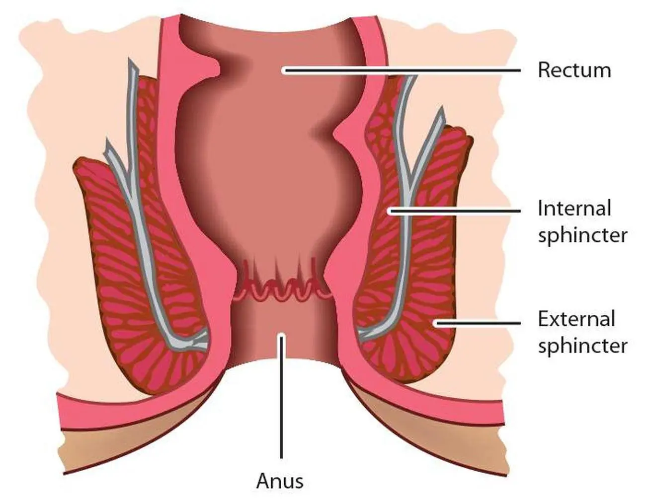 Anatomi bagian anus. Source: healthiack.com