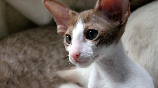 Oriental Shorthair