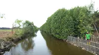 Pekerja melakukan penanam bibit Mangrove jenis Rhizopora Mucronata di Kawasan PT Karya Citra Nusantara  (KCN) Marunda, Cilincing Jakarta Jumat (3/6/2022). Sepanjang 1100 meter tahap dua untuk menanam mangrove di kawasan tersebut, sebagai komitmen kepedulian terhadap lingkungan laut terutama pesisir Utara Jakarta. (merdeka.com/Imam Buhori)