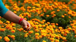 Seorang wanita Nepal memetik bunga marigold di Kathmandu, Nepal, (17/10). Bunga ini merupakan bunga sakral di wilayah India dan Nepal. Bunga ini biasanya diletakkan seperti kalung di leher patung dewa. (AP Photo/Niranjan Shrestha)