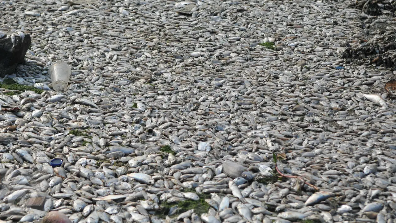 20151130-Ikan Mati di Ancol-Jakarta-Gempur M Surya