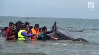 10 ekor paus terdampar di pantai Aceh.