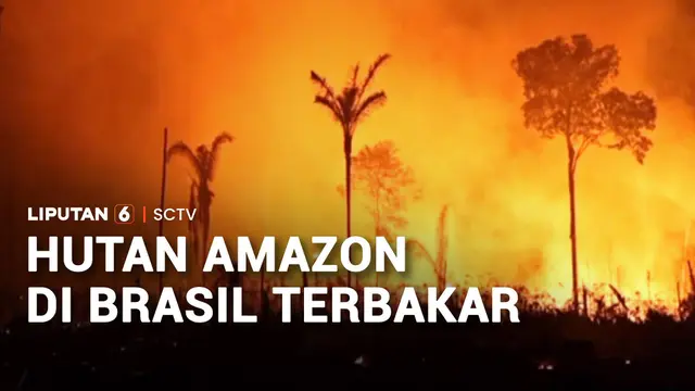 Hutan Amazon di Brasil Terbakar