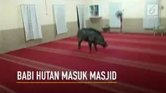 Heboh, seekor babi hutan masuk ke dalam masjid dan menyeruduk jemaah di Malaysia.