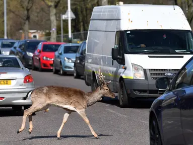 Seekor rusa jenis fallow (Dama dama) melintasi jalan saat Inggris memberlakukan lockdwon di Harold Hill, London, 4 April 2020. Kawanan rusa yang diyakini berasal dari Taman Dagnam itu kini berada di dekat area perumahan yang sepi karena warga membatasi aktivitas di luar rumah. (Ben STANSALL/AFP)