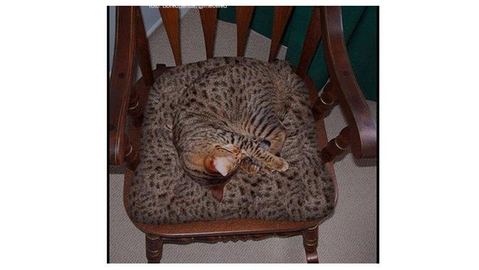 Kucing kamuflase (Sumber: Boredpanda)