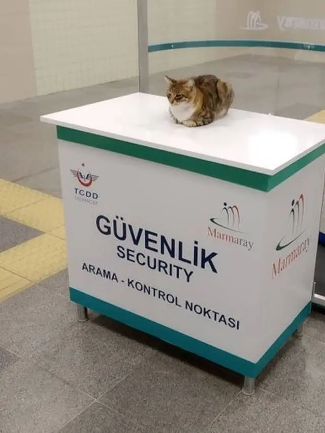 7 Potret Menggemaskan Kucing Pura-Pura Lagi Kerja