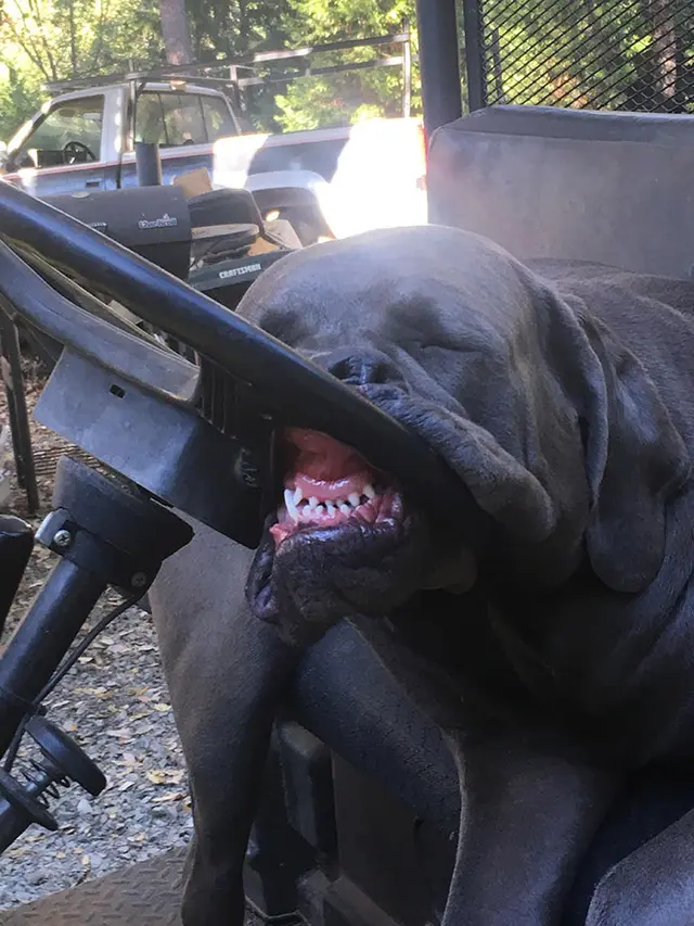 7 Potret Kocak Anjing Saat Tidur Ini Bikin Gemas