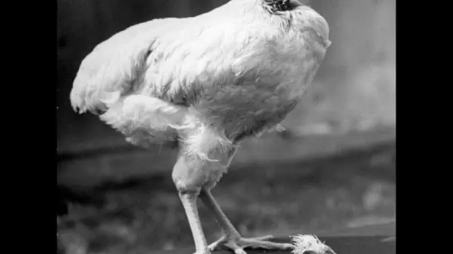Ajaib, Ayam Ini Berhasil Hidup Tanpa Kepala