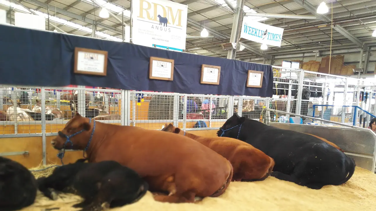 Sapi-sapi Australia berkualitas tinggi di Royal Melbourne Show. (Liputan6.com/Tanti Yulianingsih)