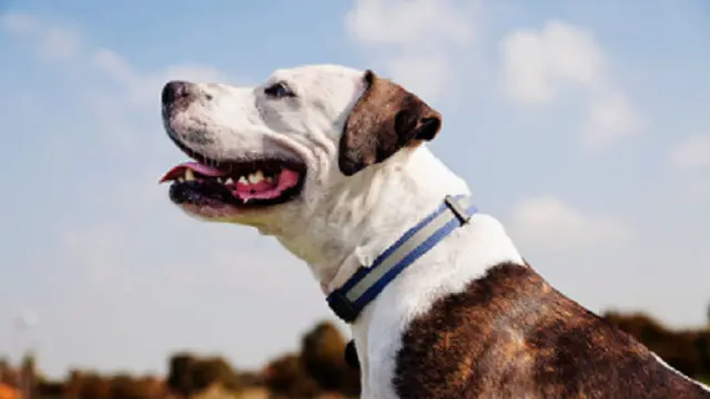 Ilustrasi pitbull (iStock)