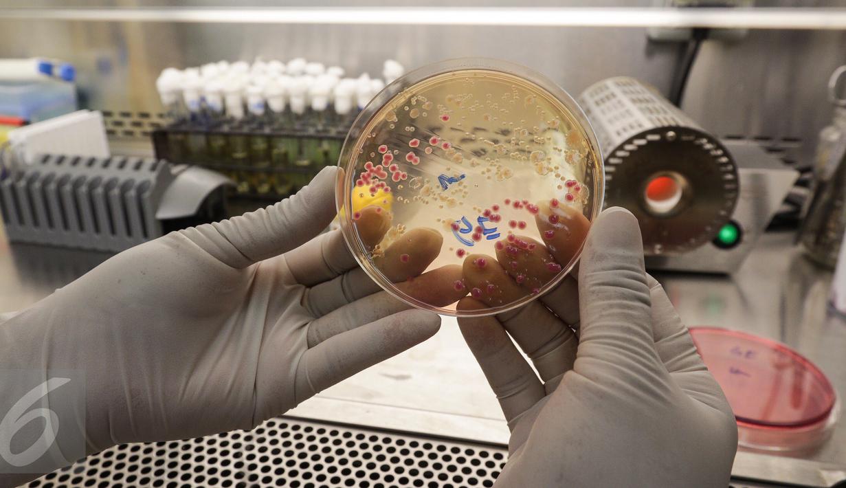 Seorang teknisi kesehatan  menunjukkan bakteri berwarna merah muda di ruang mikrobiologi laboratorium kesehatan RS Husada, Jakarta, Rabu (08/2). Pemeriksaan tersebut untuk mengetahui adanya kuman yang menyebabkan infeksi. (Fery Pradolo/Liputan6.com)