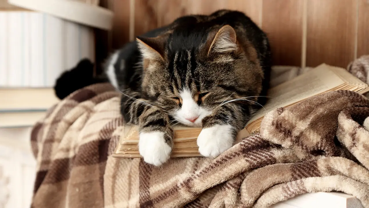 Bukan Tanda Mengantuk, Ini 4 Alasan Kucing Mendengkur