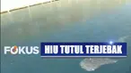 Seekor hiu tutul terjebak di saluran air pendingin PLTU Paiton, Jawa Timur, yang berkedalaman 8 meter.