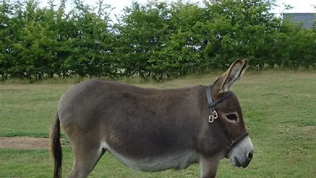 Kocak, Begini 10 Potret Hewan Jika Tak Memiliki Leher