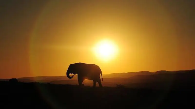 Diserang Kawanan Singa, Bison Ini Selamatkan Anak Gajah