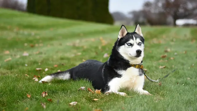 Siberian Husky