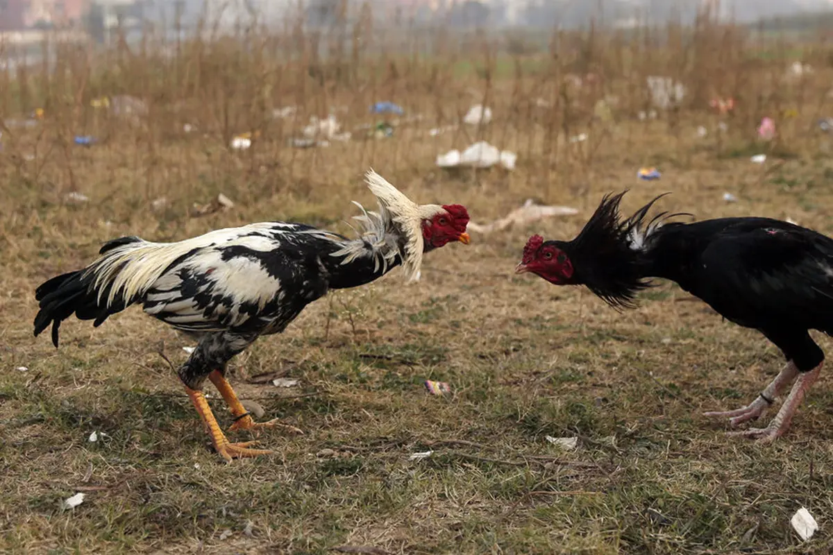 FOTO: Menyaksikan Pertandingan Sabung Ayam di Pakistan