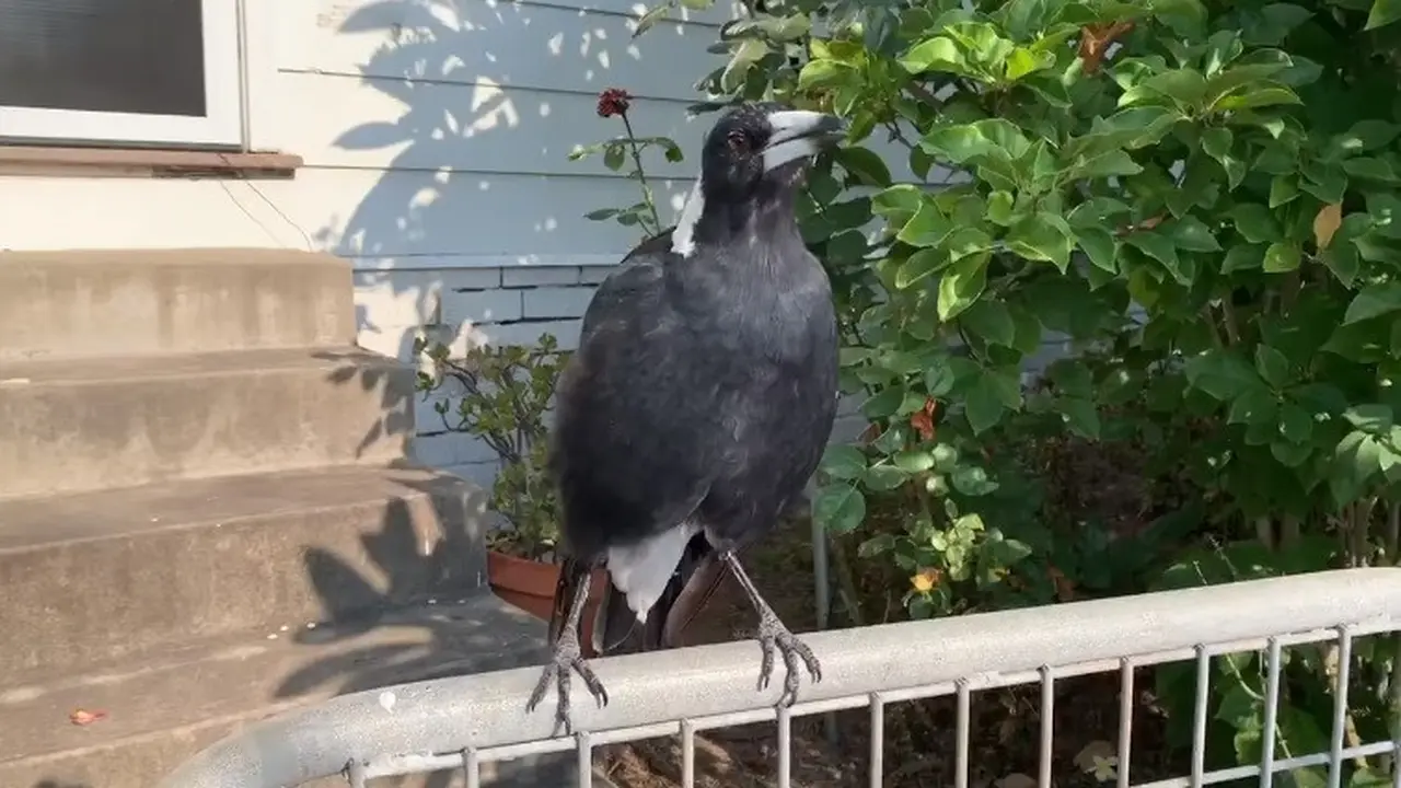 Burung Magpie dapat meniru banyak suara burung yang berbeda, dan bahkan panggilan dari hewan lain.