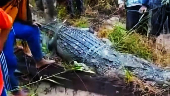 Akhir Nahas Buaya Sungai Lakar Usai Memangsa Nelayan Regional Liputan6 Com