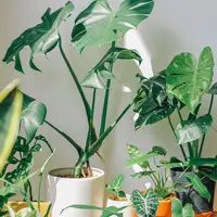 Ilustrasi Tanaman Hias Credit: pexels.com/Huy