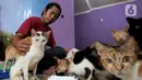 Bimbim bercengkerama dengan kucing-kucing disabilitas di Rumah Blendy untuk Kucing Disabilitas di kawasan Sawangan, Depok, Jawa Barat, Kamis (15/12/2021). Biaya pemeliharaan kucing disabilitas mencapai Rp 40 juta per bulan yang berasal dari subsidi silang usaha petshop. (merdeka.com/Arie Basuki)