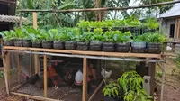 7 Cara Membuat Kebun Sayur di Atas Kandang Ayam dengan Galon Bekas