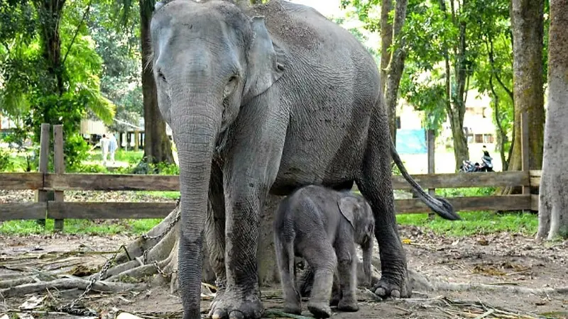 Gajah Ngatini bersama anak pertamanya yang lahir di Taman Wisata Alam Buluh Cina.