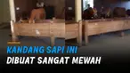 Sebuah kandang sapi berukuran besar dan terdapat ruang tamunya hingga berkeramik.