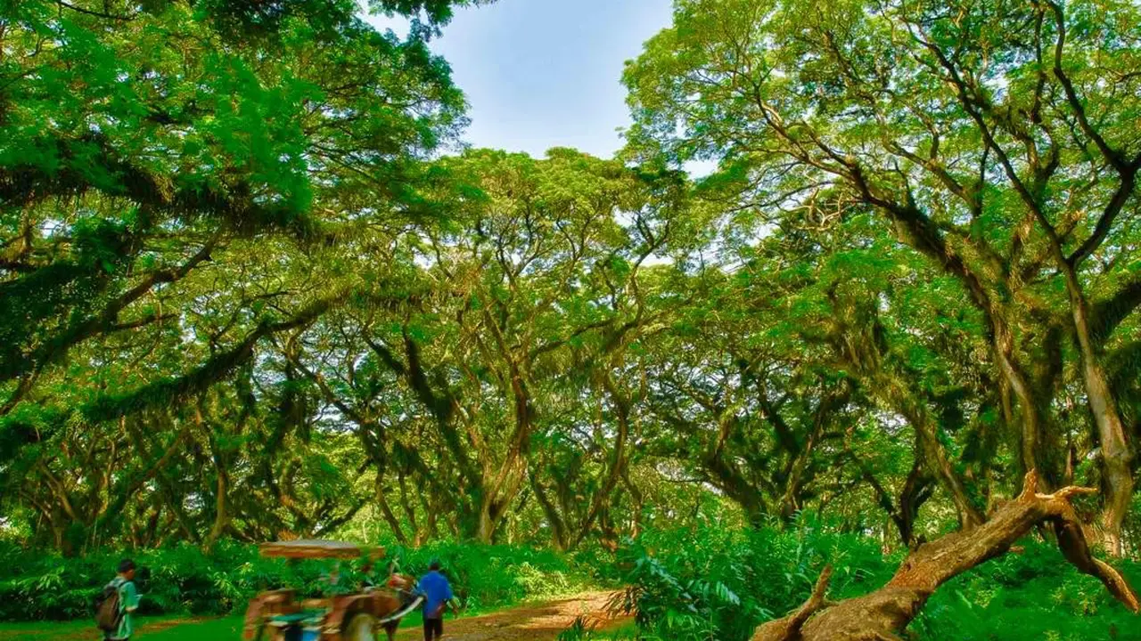 Djawatan destinasi wisata andalan Kabupaten Banyuwangi (Istimewa)