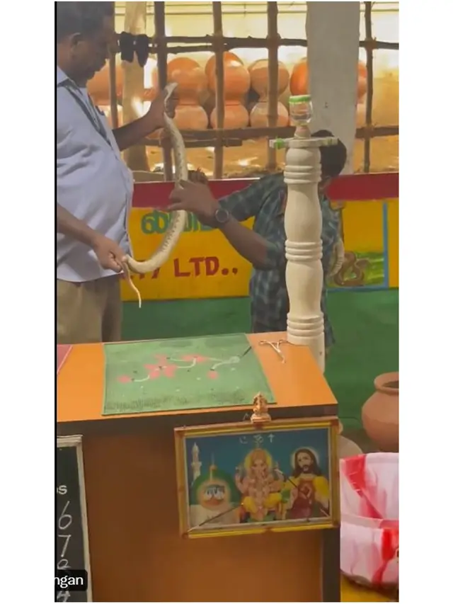 Suku di India Bikin Ekstrak Racun Ular untuk Pengobatan, Cara Buatnya Ini Viral