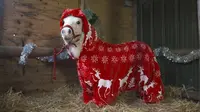 Daffy si kuda poni terlihat menggemaskan mengenakan piyama 'foursie' tema Natal berwarna merah yang dibuat khusus untuknya.